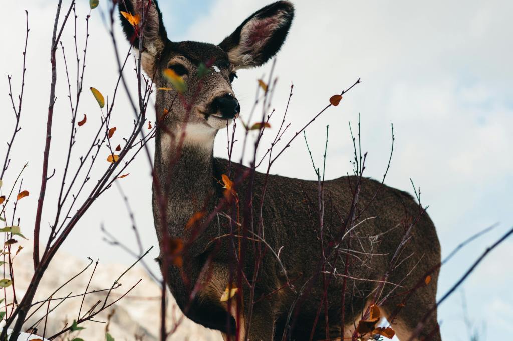 As the Deer Pants for the&nbsp;Water