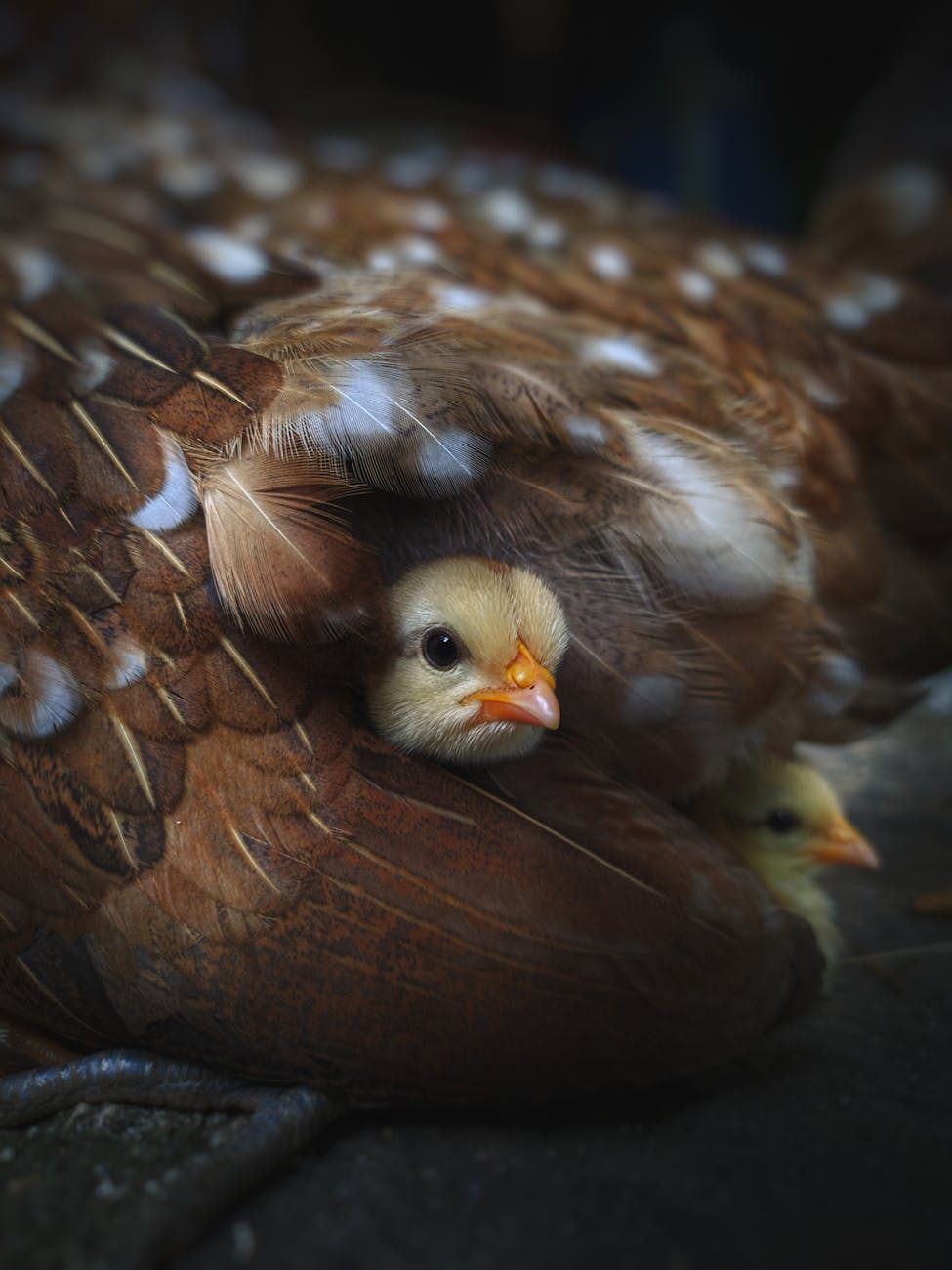 Willing to be&nbsp;gathered